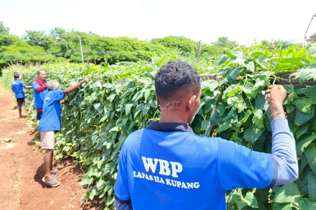 Lapas Kupang Ikuti Panen Raya Serentak, Terung dan Kacang Panjang Jadi Bukti Ketahanan Pangan