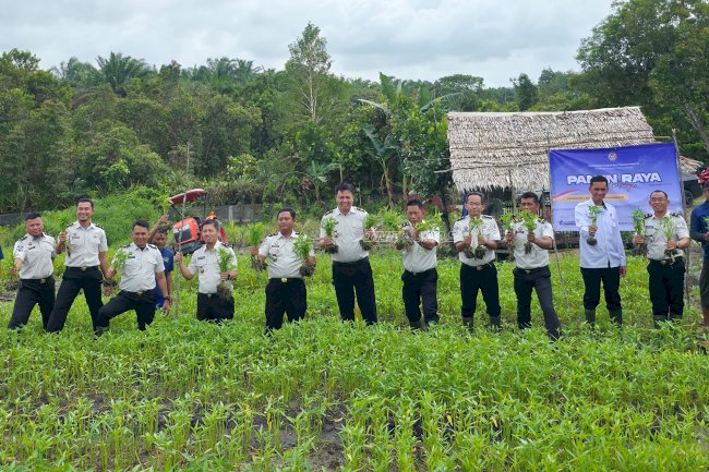 Lapas Sungailiat Ambil Peran Aktif dalam Panen Raya Serentak di SAE Desa Kimak