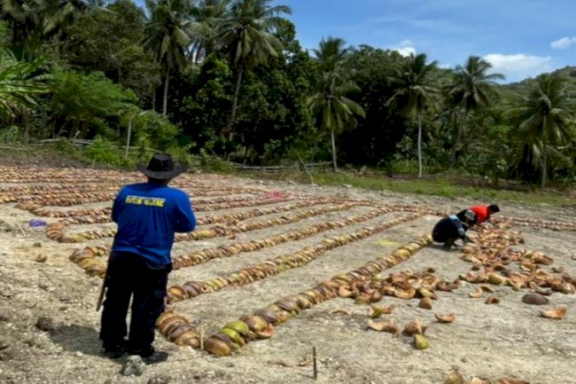 Akselerasi Penyiapan Lahan SAE, Rutan Majene Hadirkan Inovasi Pemanfaatan Limbah Kelapa