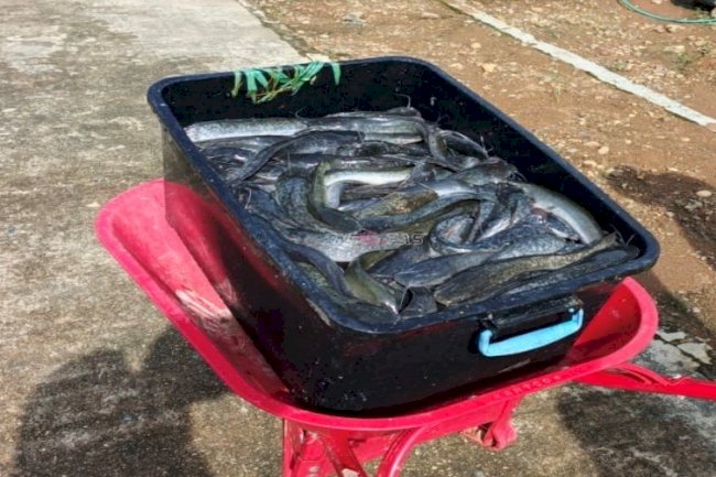 Lapas Banjarbaru Panen 70 Kg Ikan Lele, Dukung 15 Program Aksi Kemenimipas