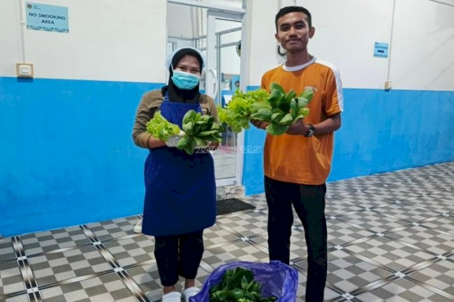 Penuhi Permintaan SPPG, Rutan Majene Suplai Lima Kilogram Selada