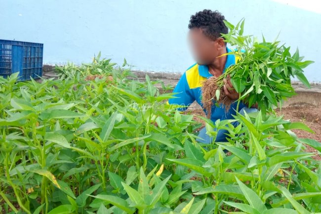 Manfaatkan Lahan Terbatas, Lapas Kotabaru Panen 53 Kg Kangkung