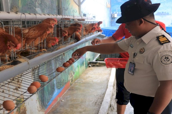 Dukung Kemandirian Pangan, Lapas Pemuda Madiun Panen Bayam, Selada, dan Telur Ayam