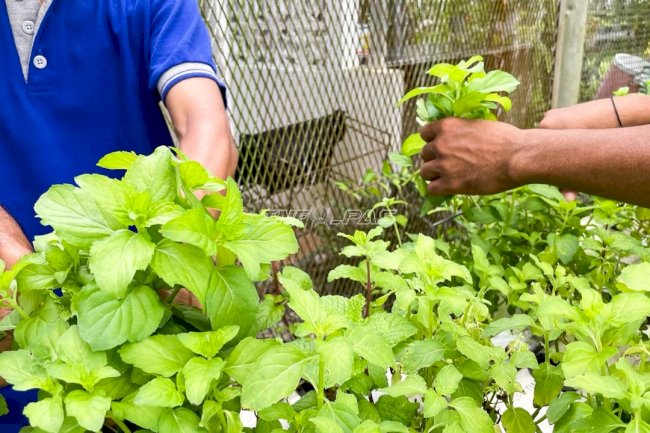 Panen Daun Mint Hidroponik, Lapas Narkotika Karang Intan Produksi Teh Laskarin