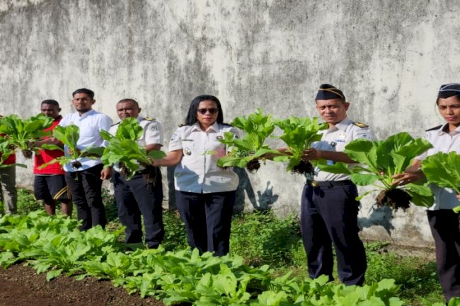 Sinergi di Balik Tembok, Petugas dan Warga Binaan Lapas Tual Panen Raya Sawi