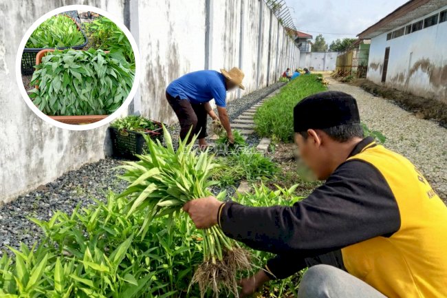 Manfaatkan Lahan Idle, Rutan Marabahan Panen 50 Ikat Kangkung