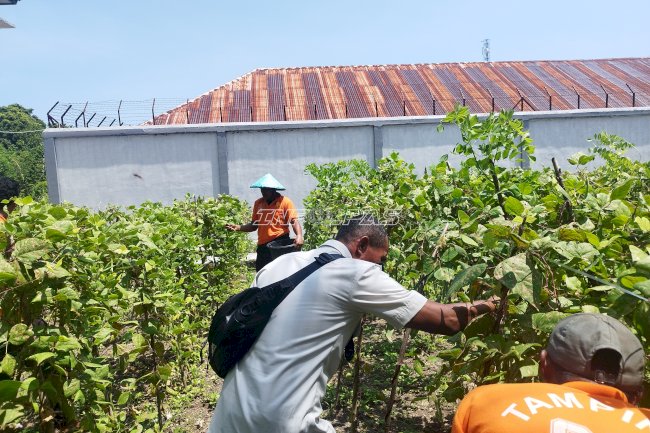 Buncis Hasil Pertanian Warga Binaan Lapas Namlea Jadi Pilihan Pengepul Sayuran