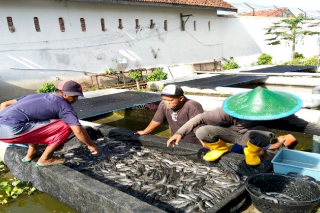 Lapas Kelas I Madiun Kembali Panen Lele di Branggang Eco Park