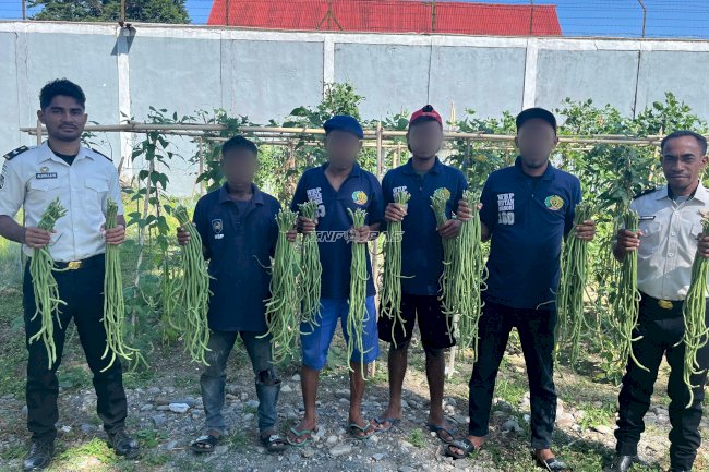 Terus Produktif, Rutan Masohi Panen Kacang Panjang Hasil Pembinaan Kemandirian