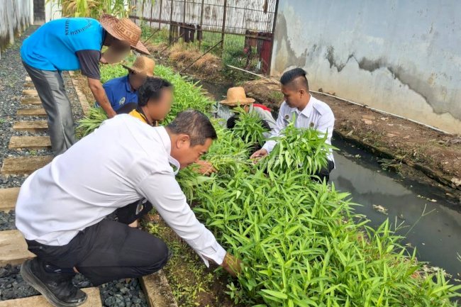 Kepala Rutan Marabahan Panen 50 Ikat Kangkung bersama Warga Binaan