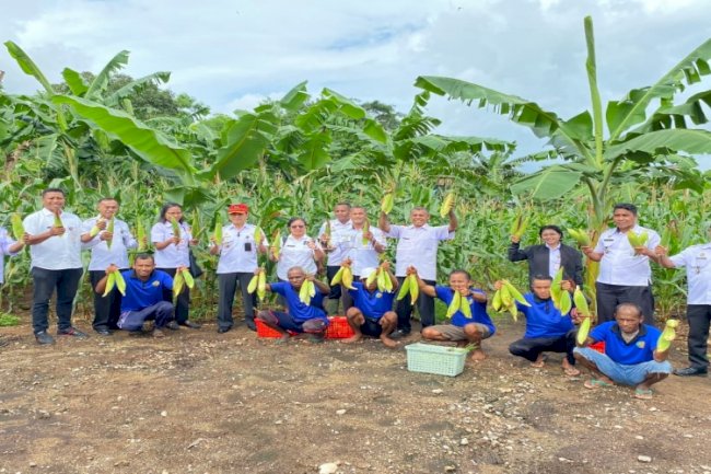 Lapas Kupang bersama Dinas Pertanian dan Ketahanan Pangan Prov. NTT Panen Perdana Jagung Hibrida Varietas Nusa 01 