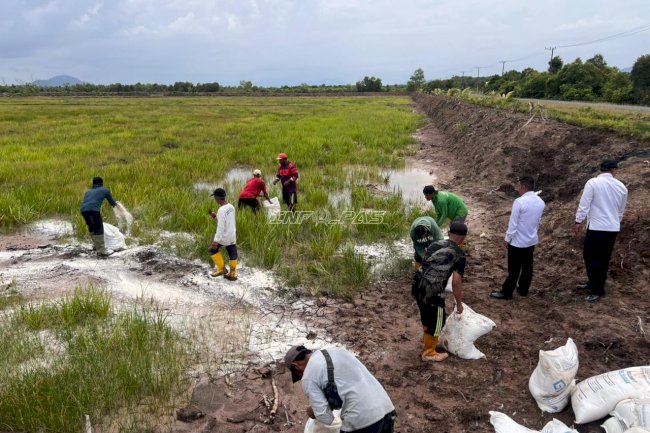 Ubah Lahan Idle Jadi Produktif, Rutan Pelaihari Siapkan Lahan Padi Lokal