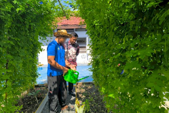 Perkuat Pembinaan Kemandirian, Warga Binaan Rutan Marabahan Budidayakan Bunga Telang