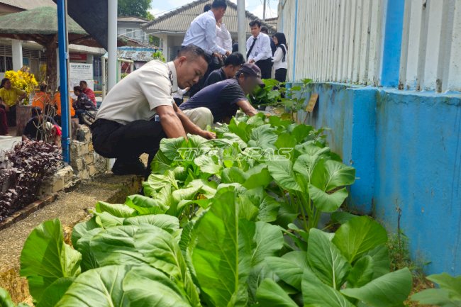 Hijaukan Area Kunjungan, Lapas Pangkalpinang Panen 40 Kg Sawi Caisim