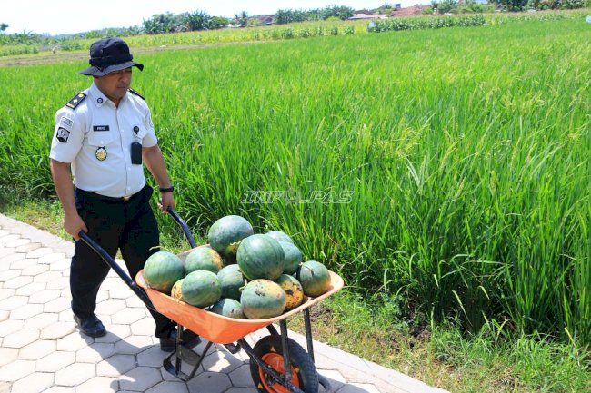 Konsisten dan Produktif, SAE Paswangi Lapas Banyuwangi Gelar Panen Semangka Jilid Dua
