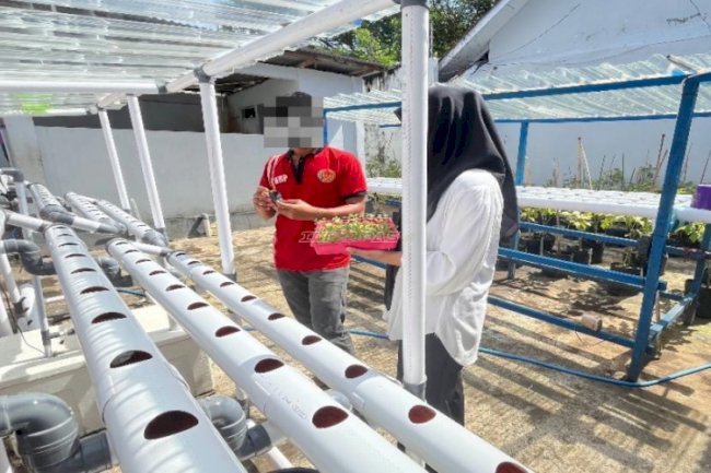 Pindah Bibit Pakcoy ke Media Hidroponik, LPKA Ternate Dukung Ketahanan Pangan Nasional