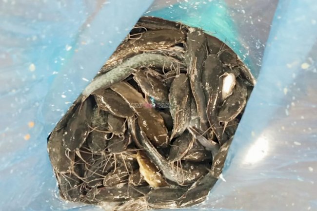Penuhi Kebutuhan Pasar, Rutan Pelaihari Panen 22,3 Kg Ikan Lele