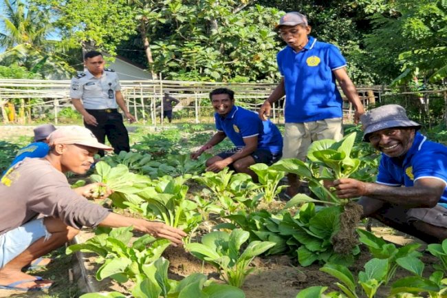 Kemandirian Pangan, Lapas Ambon Panen 40 Ikat Sayuran