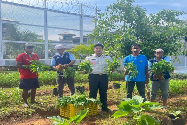 Sukses Ketahanan Pangan, Lapas Batulicin Panen 35 Kg Kangkung