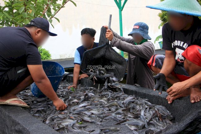 Kembali Panen Ribuan Lele, Pembinaan Lapas I Madiun Kian Produktif