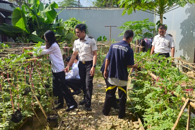 Inovatif, Warga Binaan Lapas Pangkalpinang Kembangkan Budidaya Semangka Madu Gantung
