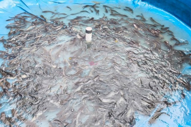 Dukung Program Ketahanan Pangan, Lapas Batulicin Panen 19 Kg Lele