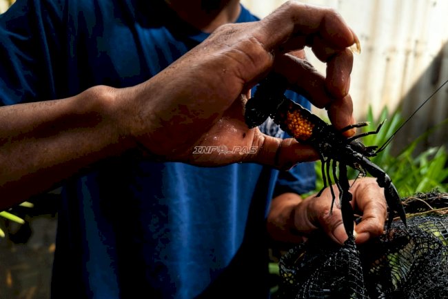 Manfaatkan Lahan Idle, Lapas Cipinang Kembangkan Budidaya Ikan Hias dan Konsumsi