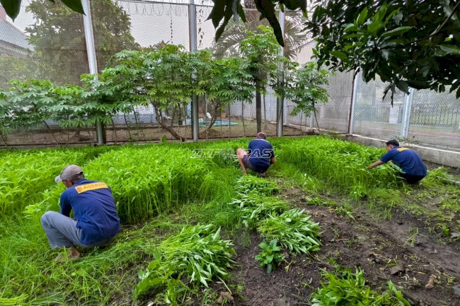 Dukung Ketahanan Pangan, Lapas Pemuda Madiun Panen 50 Kg Kangkung untuk Dapur Lapas