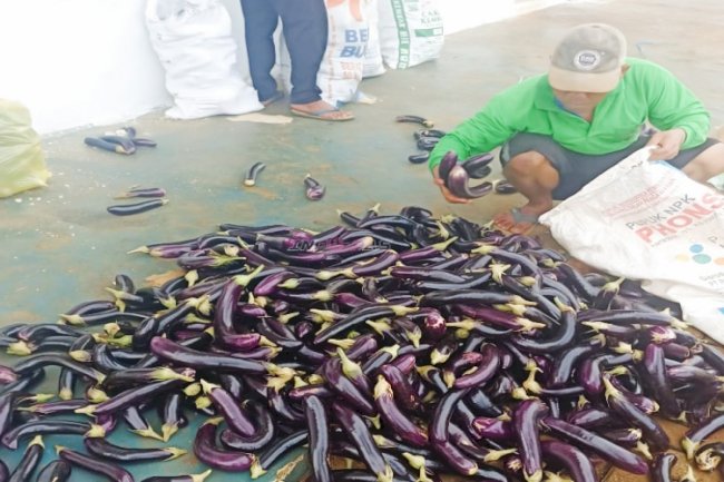 Hasil Meningkat, Panen Kedua Terung Ungu SAE Rutan Pelaihari Tembus 335 Kg