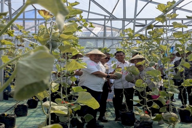 Kakanwil Ditjenpas Kaltim Panen Melon di SAE Lapas Balikpapan 