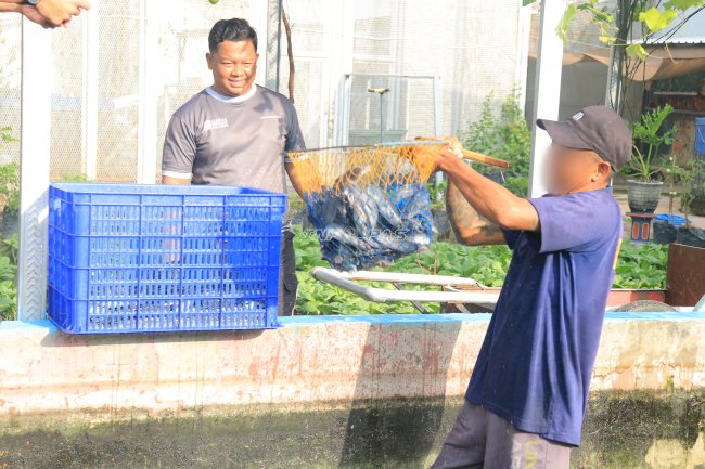 Menuju Kemandirian Pangan, Lapas Pemuda Madiun Panen 45 Kg Lele