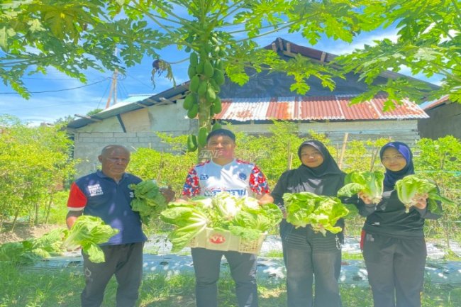 Warga Binaan dan Petugas Lapas Wahai Panen 18 Kg Sawi Sakata