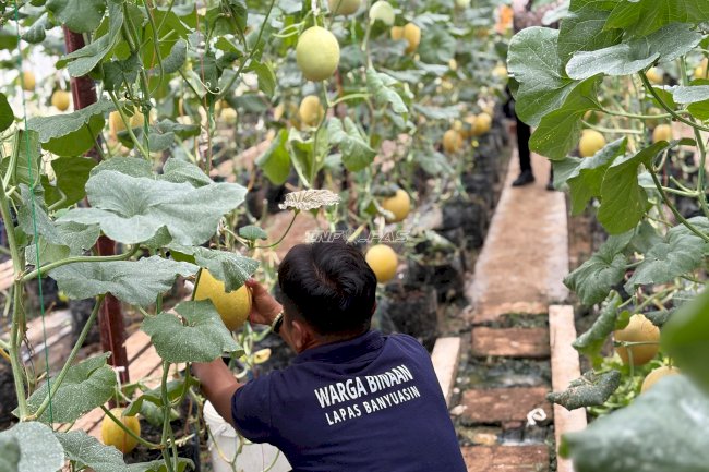Dukung Ketahanan Pangan, Kakanwil Ditjenpas Sumsel Panen Melon Inthanon di Lapas Banyuasin