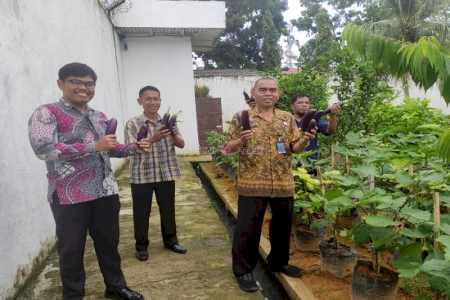 Rutan Barabai Kembali Panen Terong di Kebun SAE, Produksi Capai 15 Kilogram