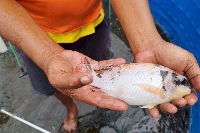 Budidaya Berkelanjutan, Lapas Namlea Grading Ribuan Anakan Nila