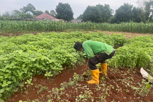 Panen 40 Ikat Bayam SAE, Rutan Pelaihari Suplai Pasar Lokal