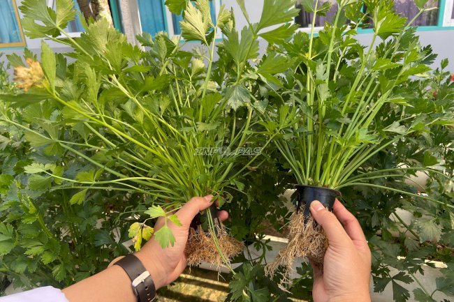 SAE Lapas Tanjung Panen 150 Ikat Seledri, Dukung Program Aksi Kemenimipas