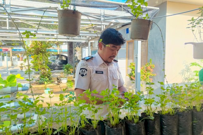 Panen Seledri Lahan Terbatas SAE, Rutan Rantau Perkuat Kemandirian