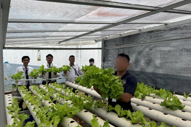 Lagi, Lapas Kotabaru Panen Selada Hidroponik, Wujud Kemandirian Pangan Warga Binaan