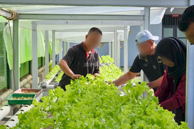 Wujud Kemandirian Pangan, Lapas Ambon Sukses Panen Pakcoy