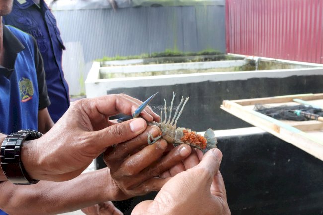 Lewat Budidaya Lobster, Lapas Narkotika Karang Intan Hadirkan Pembinaan Produktif Bernilai Ekonomi