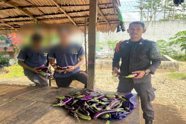 Optimalisasi Pembinaan Kemandirian, Lapas Piru Panen 85 Buah Terong