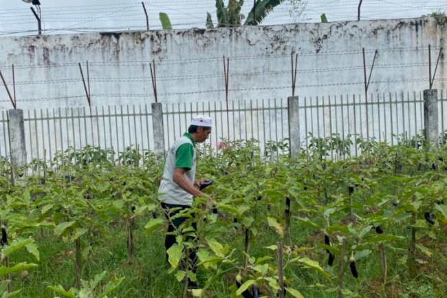 Panen Terong Hijau dan Ungu, Rutan Barabai Hasilkan 31 Kilogram dari Kebun SAE