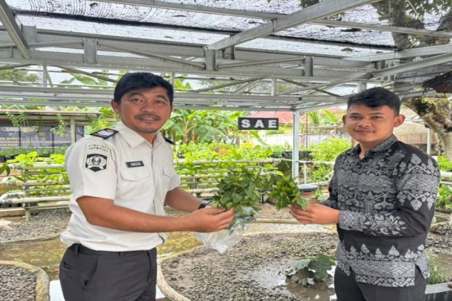 Panen Daun Mint Berkelanjutan, Rutan Rantau Pasok Stok ke M Stories Coffee Shop