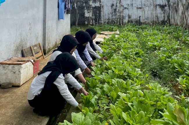 Panen 40 Ikat Sawi, Rutan Barabai Perkuat Pembinaan Pertanian Produktif