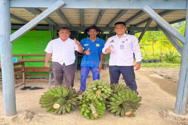 Lapas Piru Panen Pisang, Perkuat Ketahanan Pangan dan UMKM Warga Binaan