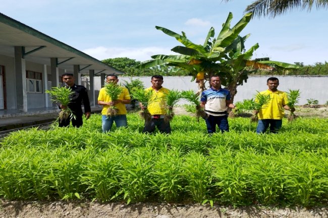 Lapas Namlea Panen 120 Ikat Sawi dan 150 Kangkung Segar