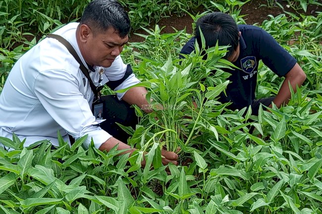 Panen 50 Kg Kangkung, Bukti Konsistensi Pembinaan Pertanian di Lapas Kotabaru