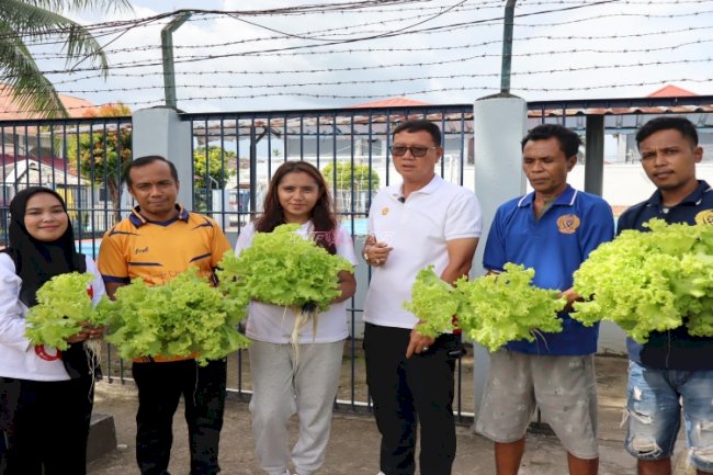 Lapas Ambon Panen Selada, Wujud Dukungan Program Kemandirian Pangan
