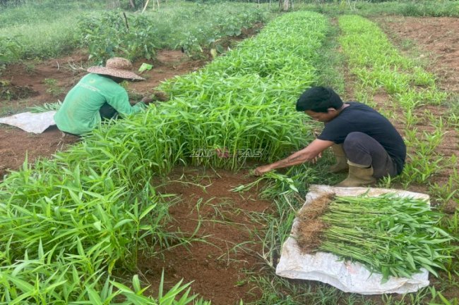 Raih Berkah Ramadan dengan Kegiatan Produktif, Lapas Batulicin Panen 30 Kg Kangkung